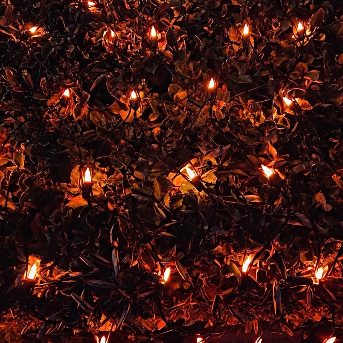 4' x 6' Net Light Set (Orange/Purple)