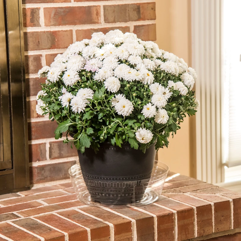 Deep Plant Liner, Clear, 12 In.