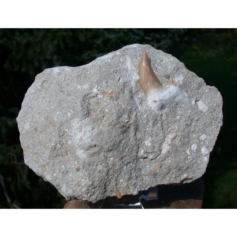 Giant Otodus Fossil Shark Tooth from Morocco